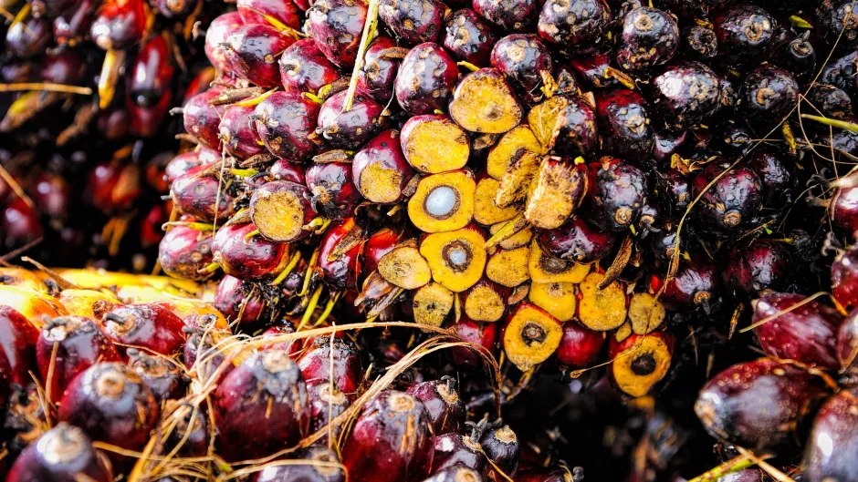 Rubrik_Naturschutz_Biodiv_Palmoelnuss_c.Pixabay_palm-1464660_1920
